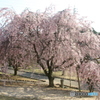 しだれ桜
