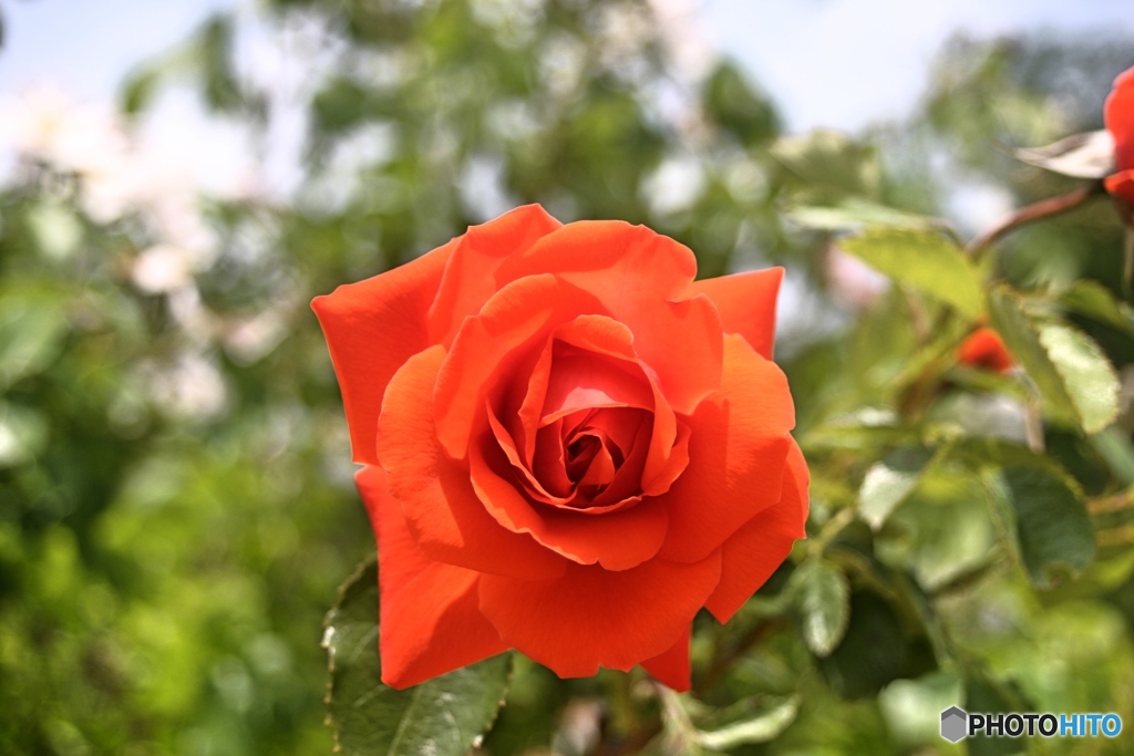 薔薇・コルデスブリリアント