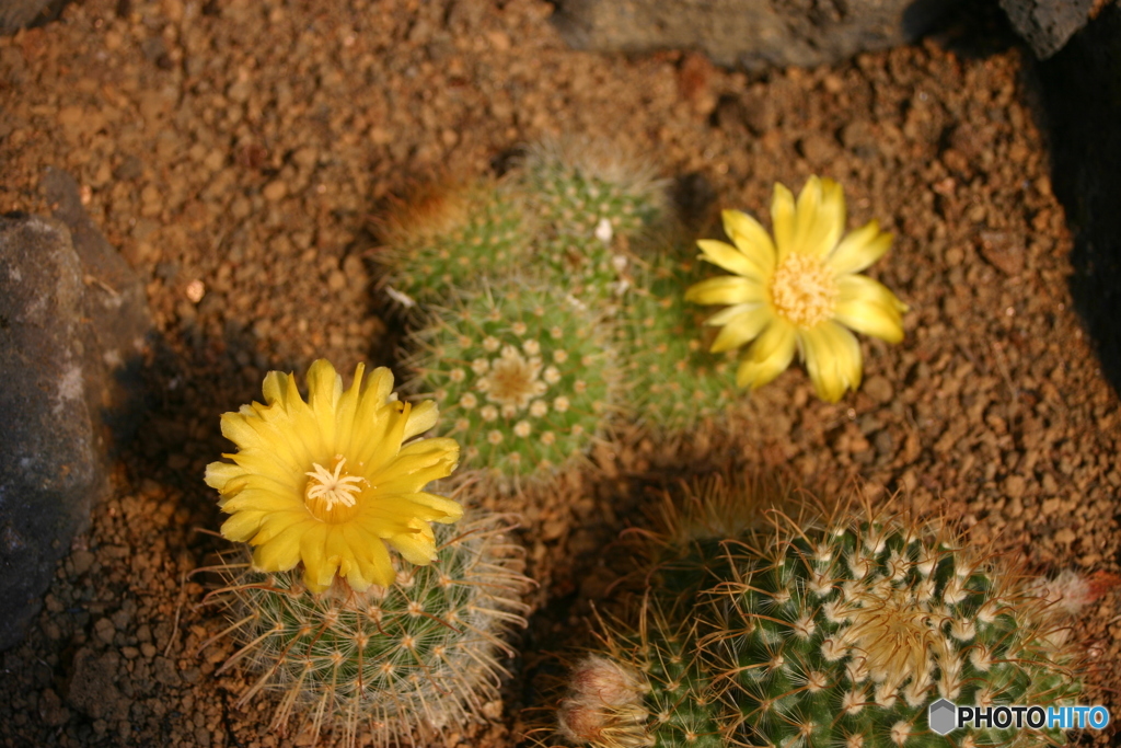 サボテンの花