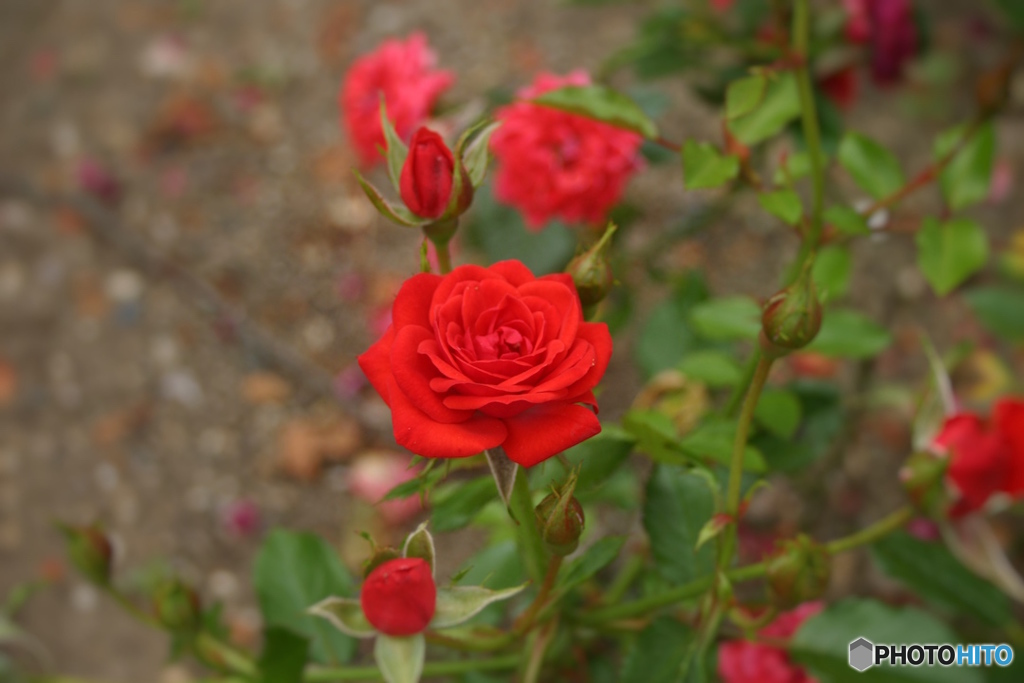 薔薇・紅姫