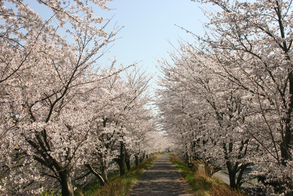 シリーズ　日本の桜