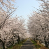 シリーズ　日本の桜