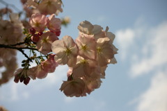 シリーズ　日本の桜