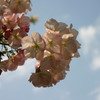 シリーズ　日本の桜