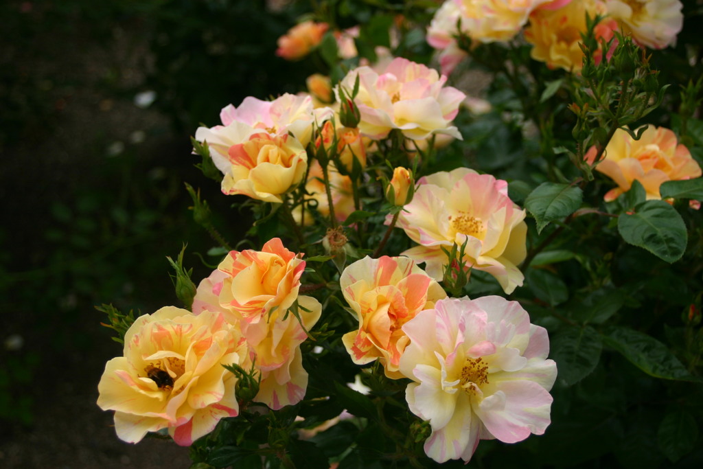 薔薇