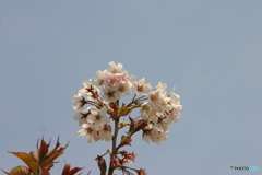青空に咲く桜