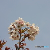 青空に咲く桜
