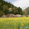 菜の花と花桃と鯉のぼり