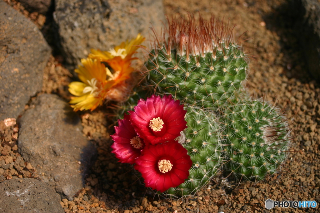 サボテンの花