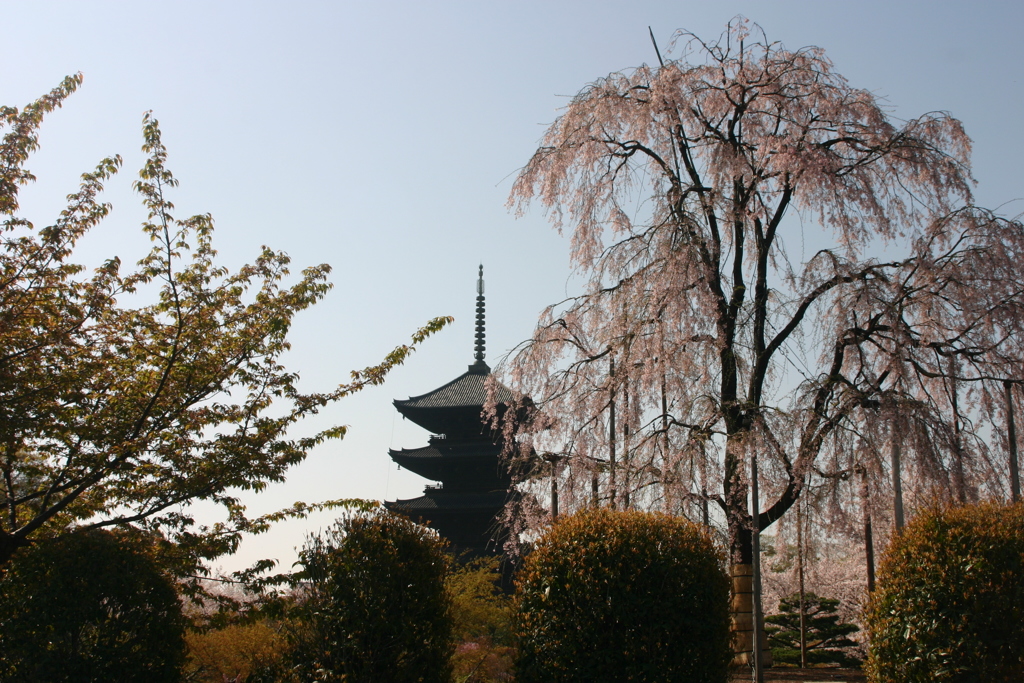 シリーズ　日本の桜