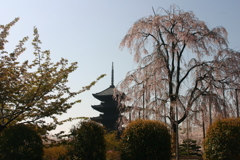 シリーズ　日本の桜