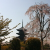 シリーズ　日本の桜