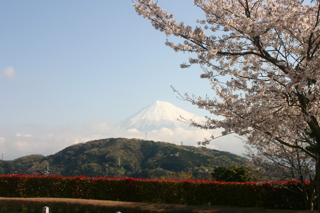 シリーズ　日本の桜