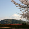 シリーズ　日本の桜