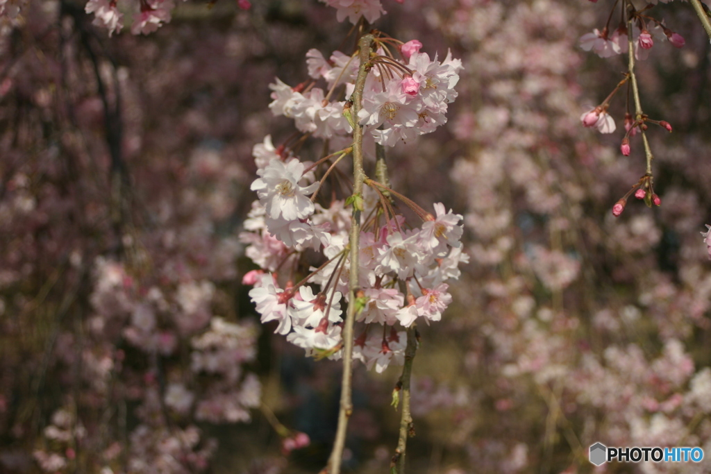 しだれ桜