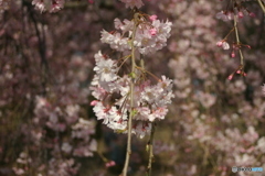 しだれ桜