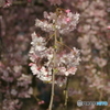 しだれ桜