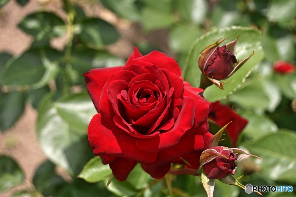 薔薇・ニコロ　パガニーニ