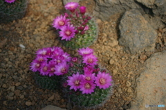 花が湧き出てくるような