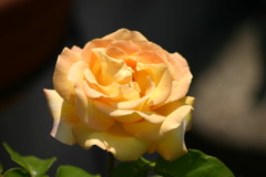 薔薇