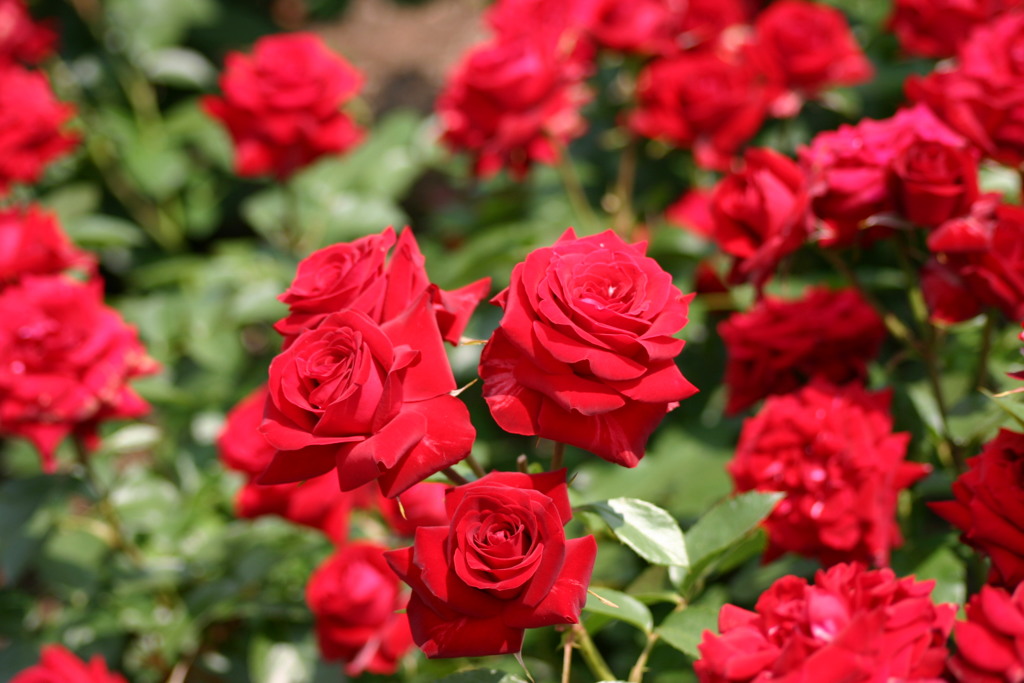 真紅の薔薇