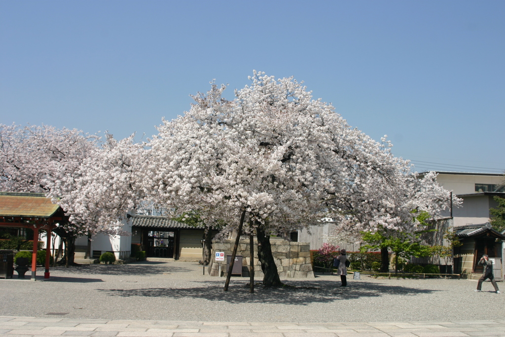 シリーズ　日本の桜