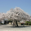 シリーズ　日本の桜