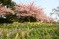 河津桜