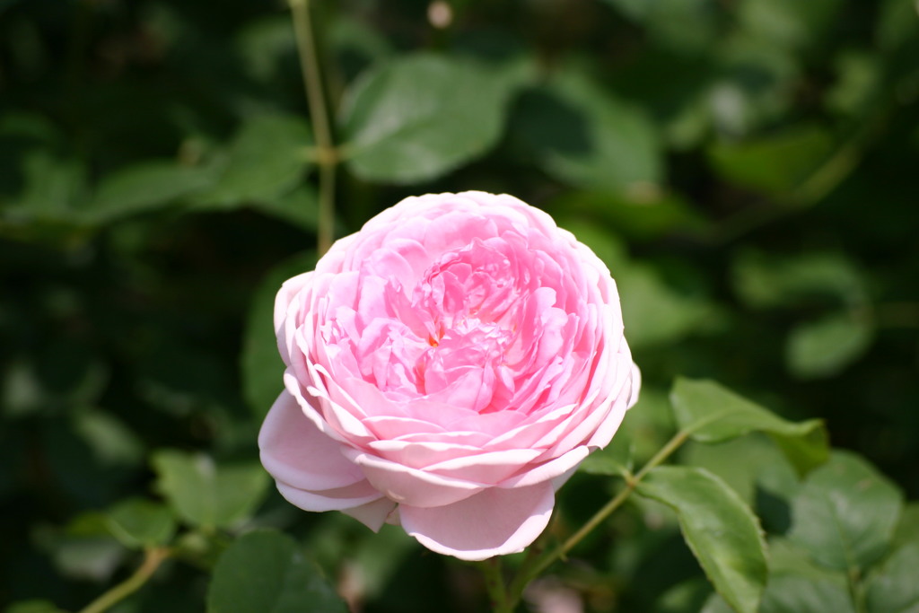 ピンク色の薔薇