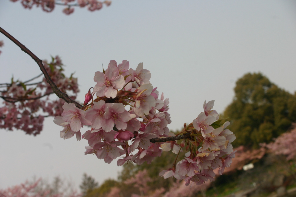 河津桜