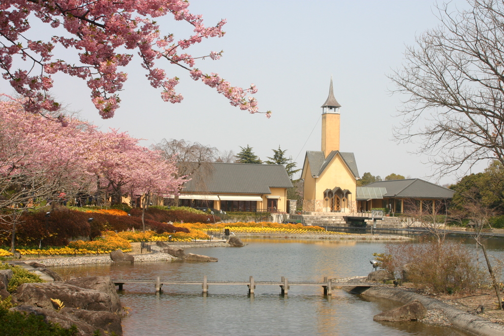 桜