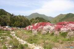 花桃の里