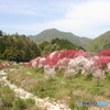 花桃の里