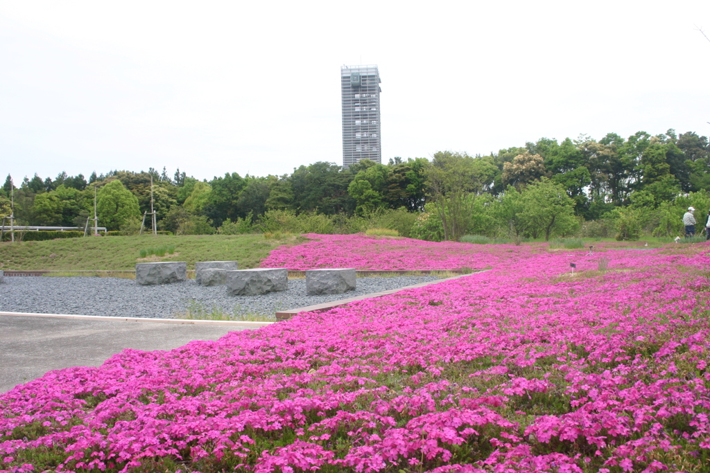 春爛漫