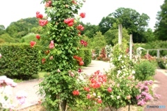 薔薇の回廊