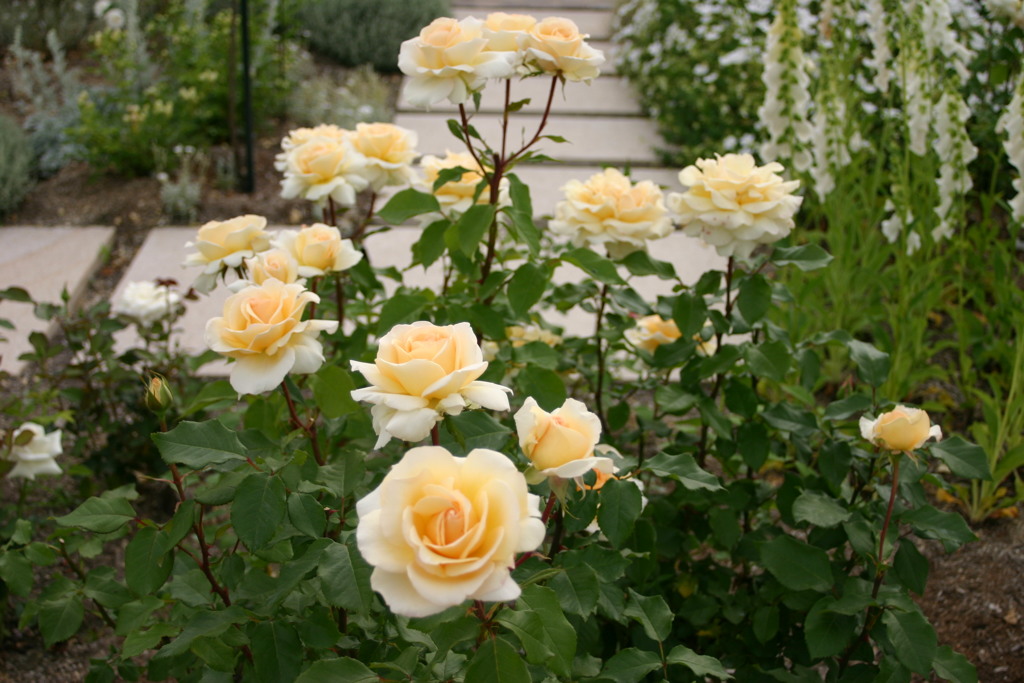 黄色い薔薇