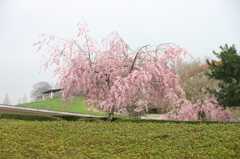 シリーズ　日本の桜