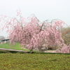 シリーズ　日本の桜