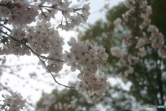 岡崎城の桜