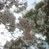 岡崎城の桜