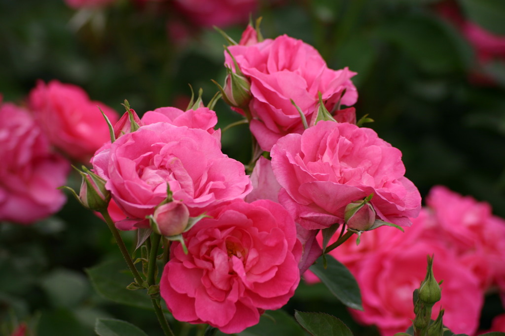 薔薇