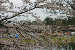 シリーズ 日本の桜