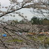 シリーズ 日本の桜
