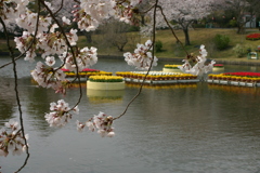 シリーズ　日本の桜