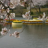 シリーズ　日本の桜