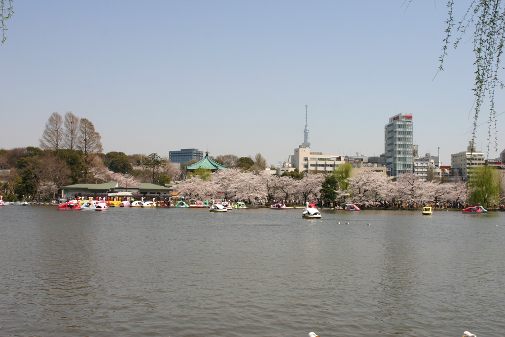 シリーズ　日本の桜