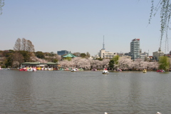 シリーズ　日本の桜