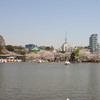 シリーズ　日本の桜