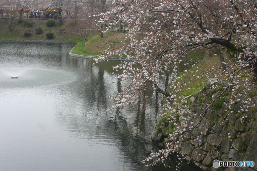 岡崎城の桜