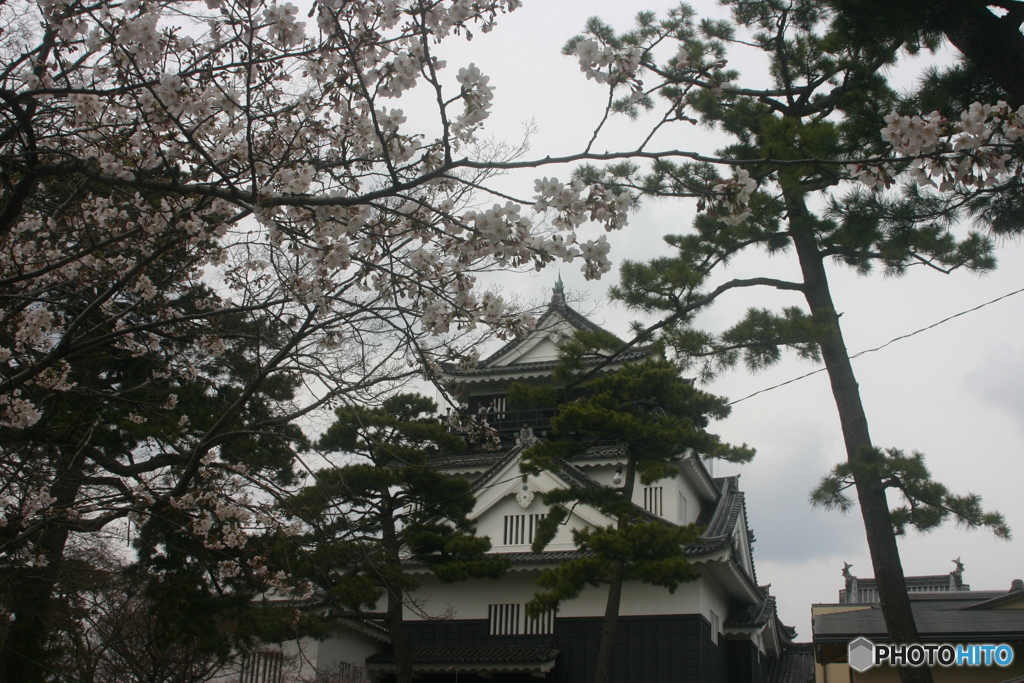 岡崎城の桜